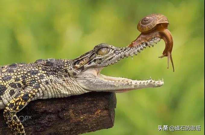 鳄鱼的眼泪传说(鳄鱼的眼泪小说)插图6