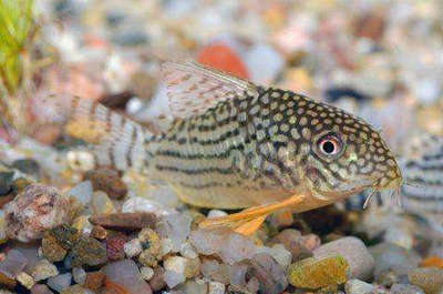 十大养皮肤食物排行榜(十大皮肤管理连锁品牌排行榜)插图1 十大养皮肤食物排行榜(十大皮肤管理连锁品牌排行榜)插图1