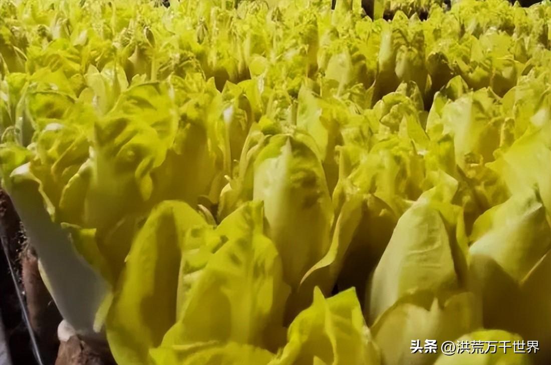 玉兰菜怎么种植(地栽玉兰怎么种植)插图1