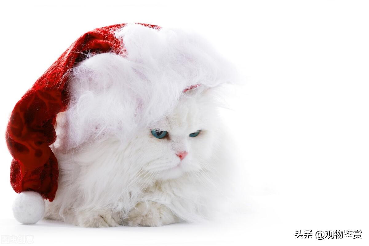 小猫的衣服是怎么做的(小猫衣服怎么做)