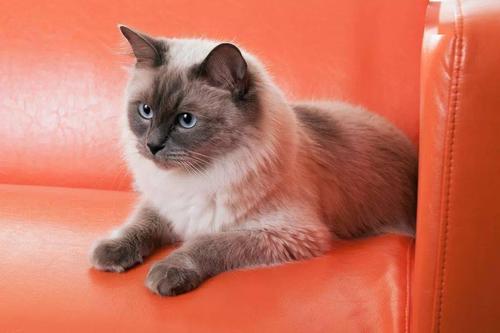 十大推荐猫条排行榜(十大名猫排行榜图片)插图1