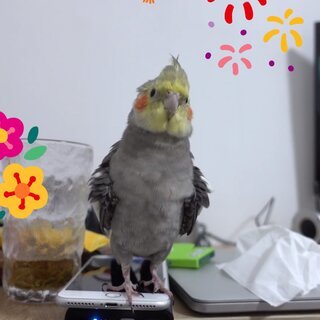 十大粘人鹦鹉排行榜(鹦鹉粘人十大排名)插图1 十大粘人鹦鹉排行榜(鹦鹉粘人十大排名)插图1