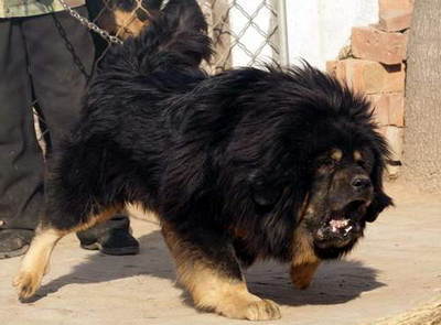 十大凶残猎犬排行榜(中国十大猎犬排行榜)