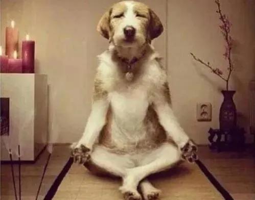 犬人什么意思(狗人什么意思)插图