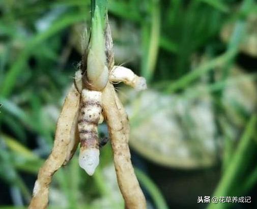 兰花老苗怎么处理(兰花激素苗怎么处理)插图