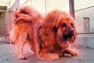 十大聪明名犬品种排行榜(10大名犬的聪明排行榜)