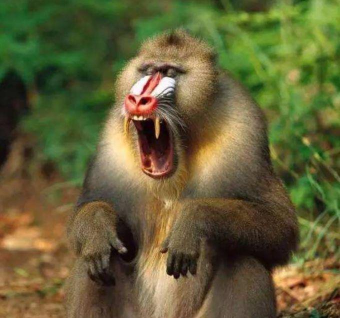 好女不嫁大马猴,好男不娶红扶桑是什么意思(不嫁大马猴是什么意思)插图2 好女不嫁大马猴,好男不娶红扶桑是什么意思(不嫁大马猴是什么意思)插图2