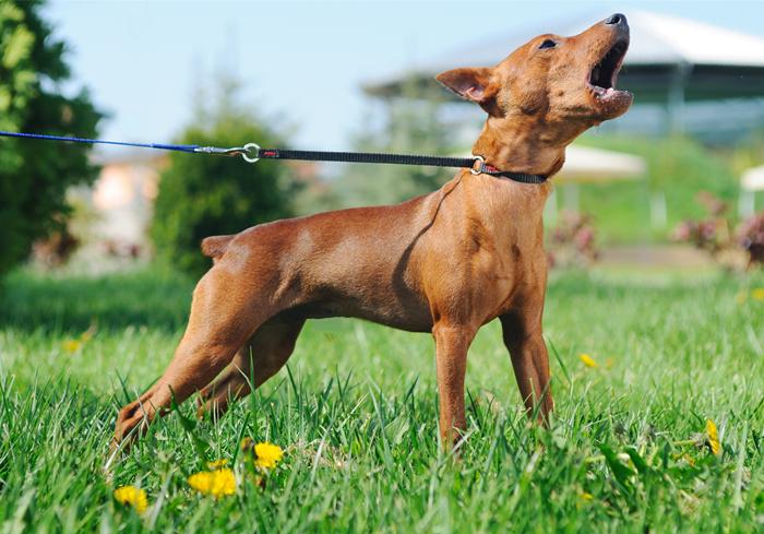 咬人的狗不叫(咬人的狗不叫是真的吗)插图 咬人的狗不叫(咬人的狗不叫是真的吗)插图