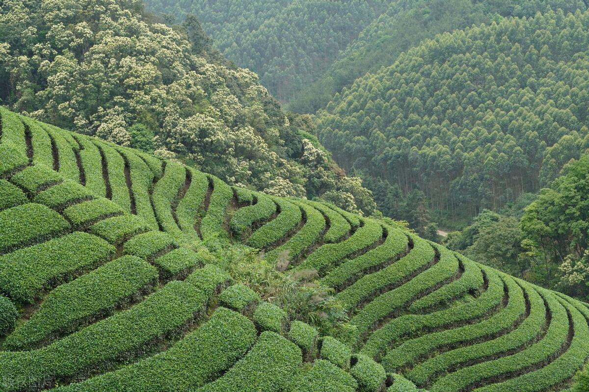谷雨茶和清明茶有什么不同 (谷雨和清明茶区别)插图1