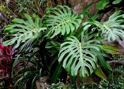 十大最罕见植物排行榜(吸甲醛植物十大排行榜)插图1