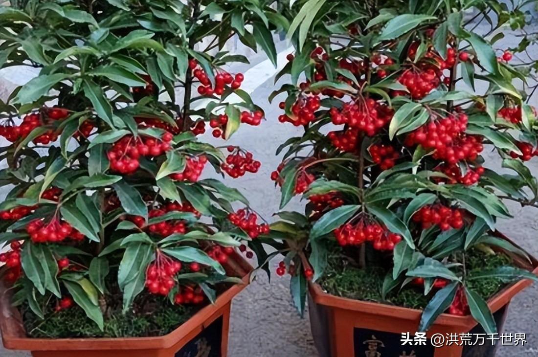 腰缠万贯的养殖方法(腰缠万贯的浇水方法)