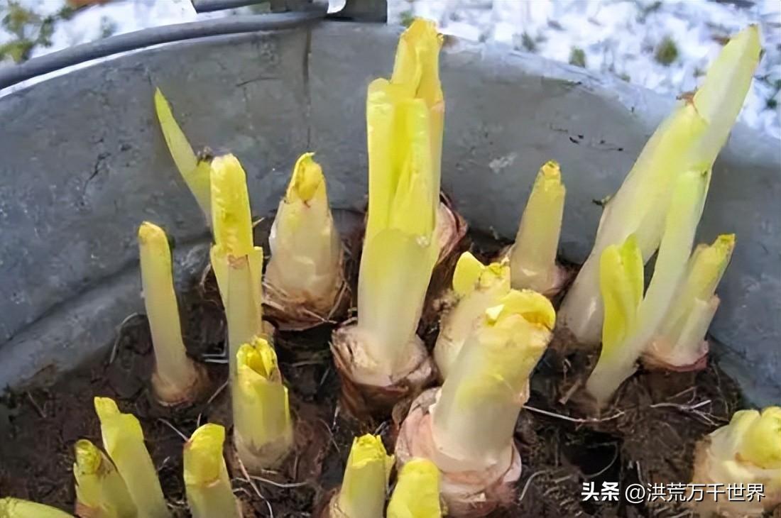 玉兰菜怎么种植(地栽玉兰怎么种植)插图2