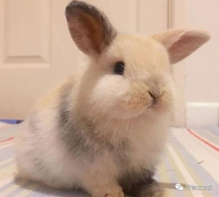 感觉兔子能听懂人的话(没人听过兔子说的话)插图9 感觉兔子能听懂人的话(没人听过兔子说的话)插图9
