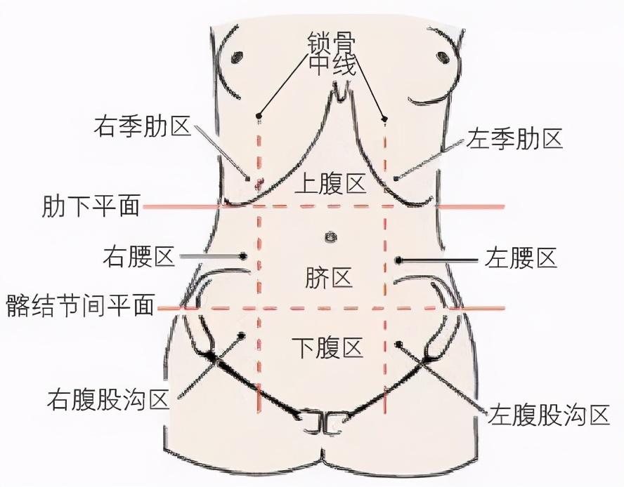 胃的位置在哪里(胃的位置在哪里图片大全)插图