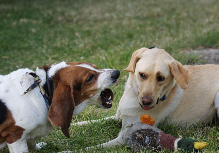 咬人的狗不叫(咬人的狗不叫是真的吗)插图3 咬人的狗不叫(咬人的狗不叫是真的吗)插图3