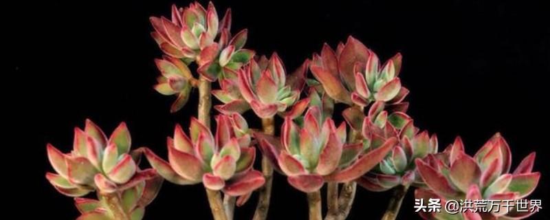 养多肉植物的方法(多肉植物怎么养的)插图 养多肉植物的方法(多肉植物怎么养的)插图