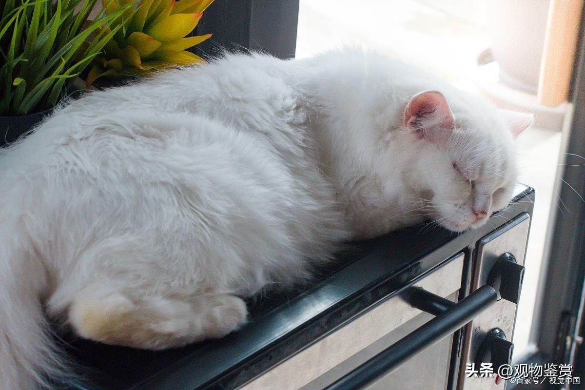 猫为什么会冻死(猫为什么会冻)