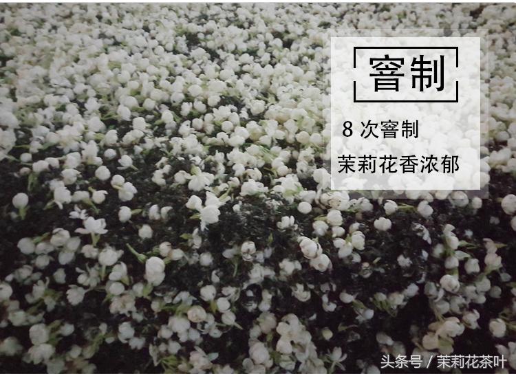 茉莉花茶是绿茶吗(茉莉花茶是什么茶)插图