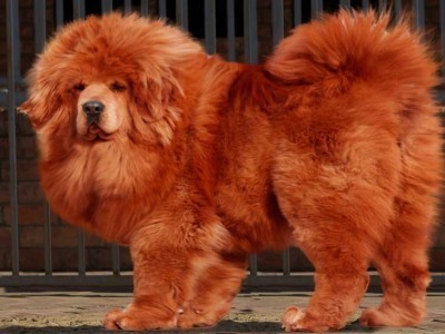 十大聪明名犬品种排行榜(10大名犬的聪明排行榜)插图1