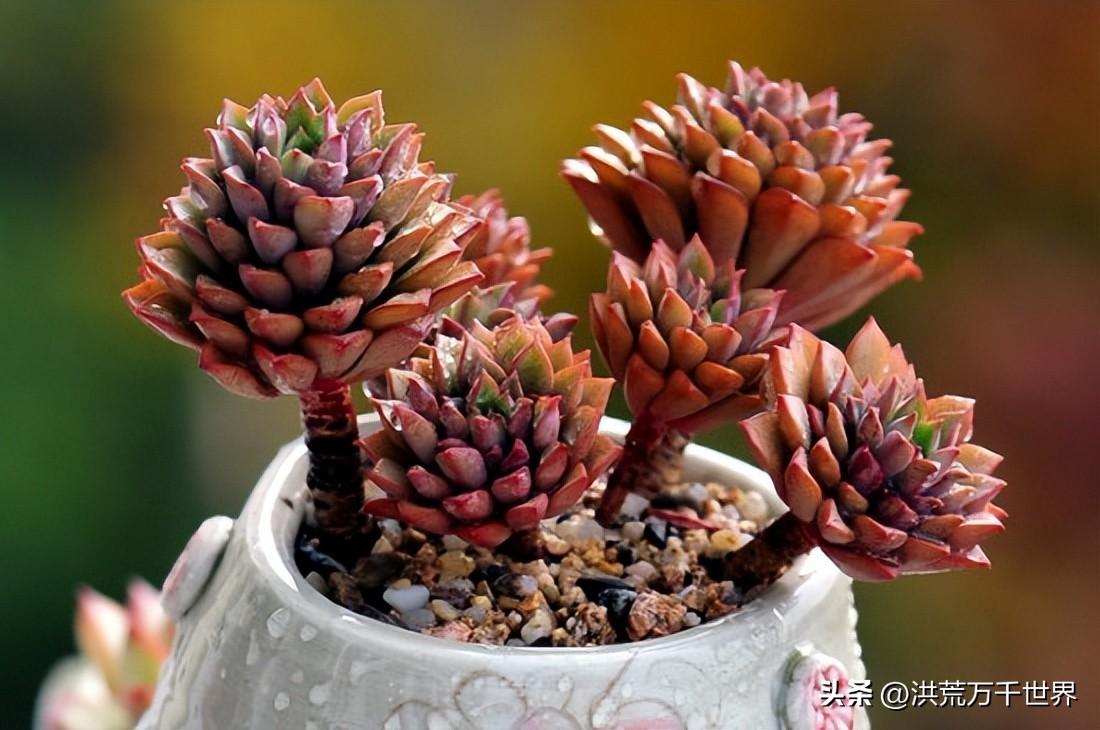 多肉植物多久浇一次水(多肉夏天多久浇一次水)插图2