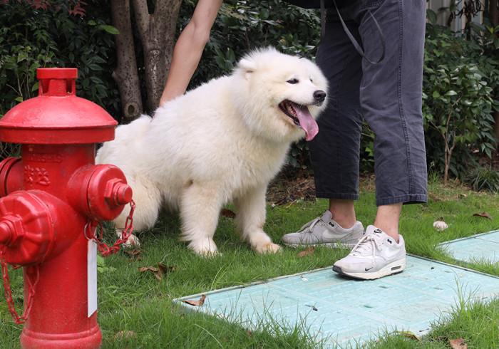 咬人的狗不叫(咬人的狗不叫是真的吗)插图2 咬人的狗不叫(咬人的狗不叫是真的吗)插图2