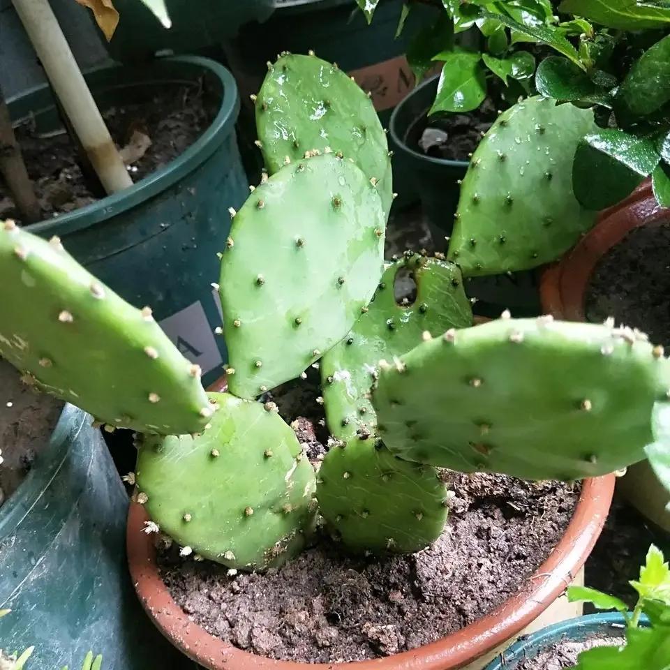 什么花可以吸甲醛(什么花防甲醛最好养)插图5
