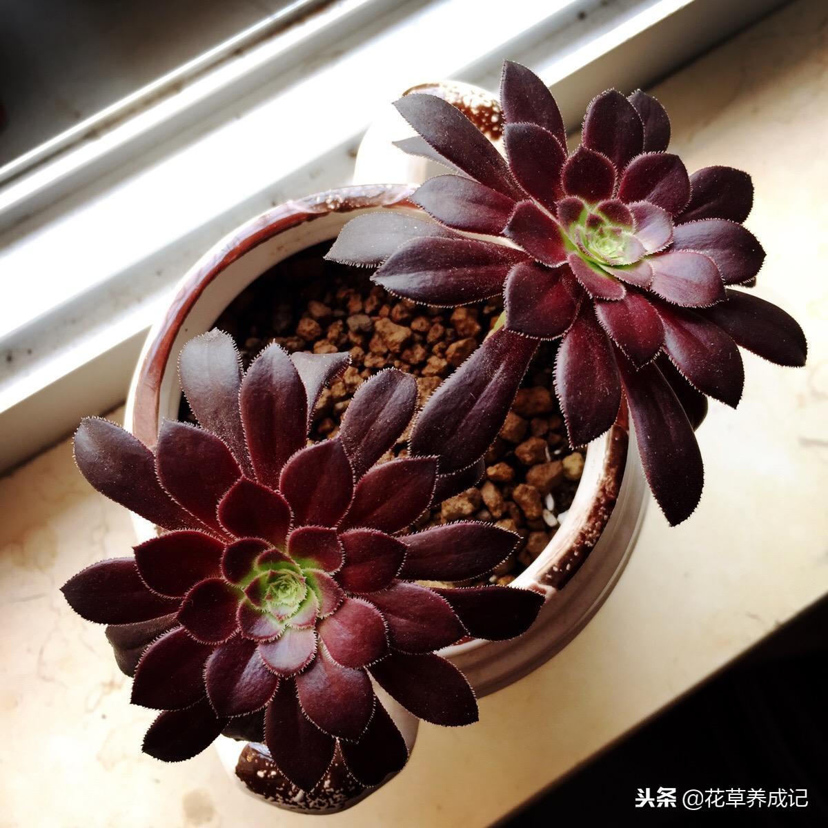 黑法师怎么砍头扦插成活率高(黑法师扦插方法)