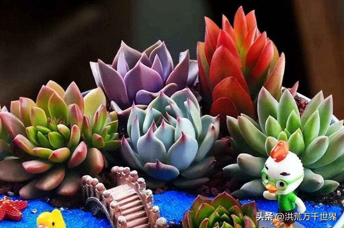多肉植物多久浇一次水(多肉夏天多久浇一次水)插图1