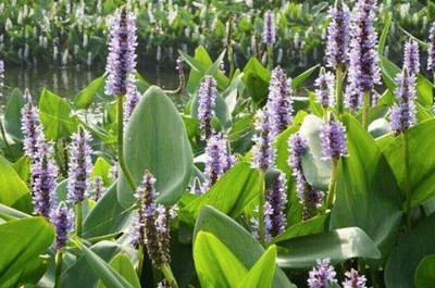 美国十大植物排行榜图片(植物洗发露十大排行榜)