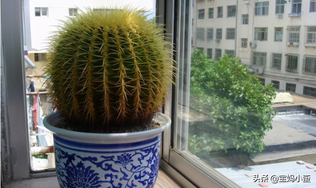 仙人球放在家里哪个位置好(仙人球放在办公室哪个位置好)插图