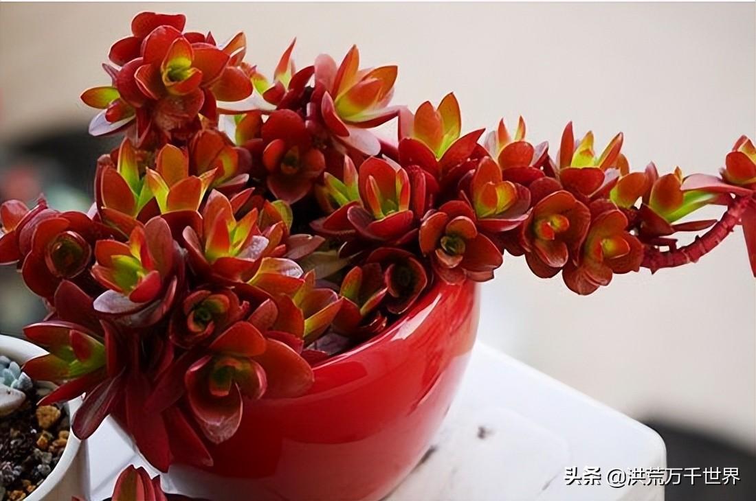 怎么能让火祭变红(怎么能让火祭不徒长)插图2