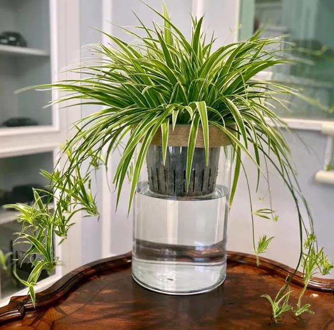 室内最好的绿植排行榜最新(室内绿植排行榜)插图4 室内最好的绿植排行榜最新(室内绿植排行榜)插图4