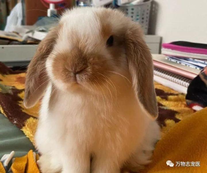 感觉兔子能听懂人的话(没人听过兔子说的话)插图7 感觉兔子能听懂人的话(没人听过兔子说的话)插图7