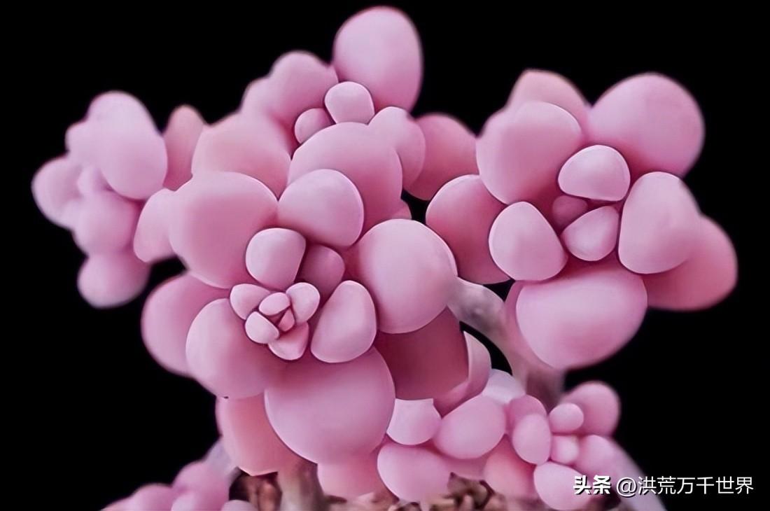 花卉有哪些品种(公园花卉品种)