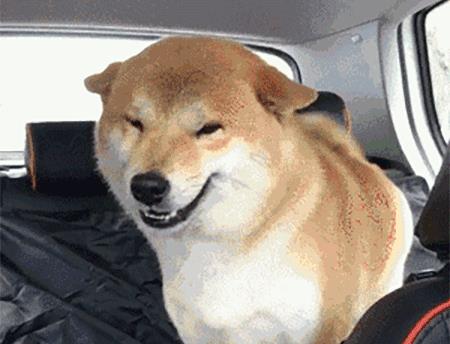 会微笑的狗是啥品种(会笑的狗品种)插图1 会微笑的狗是啥品种(会笑的狗品种)插图1