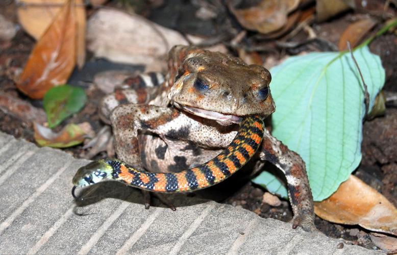 癞蛤蟆为什么不怕蛇(鹅为什么不怕蛇)插图 癞蛤蟆为什么不怕蛇(鹅为什么不怕蛇)插图