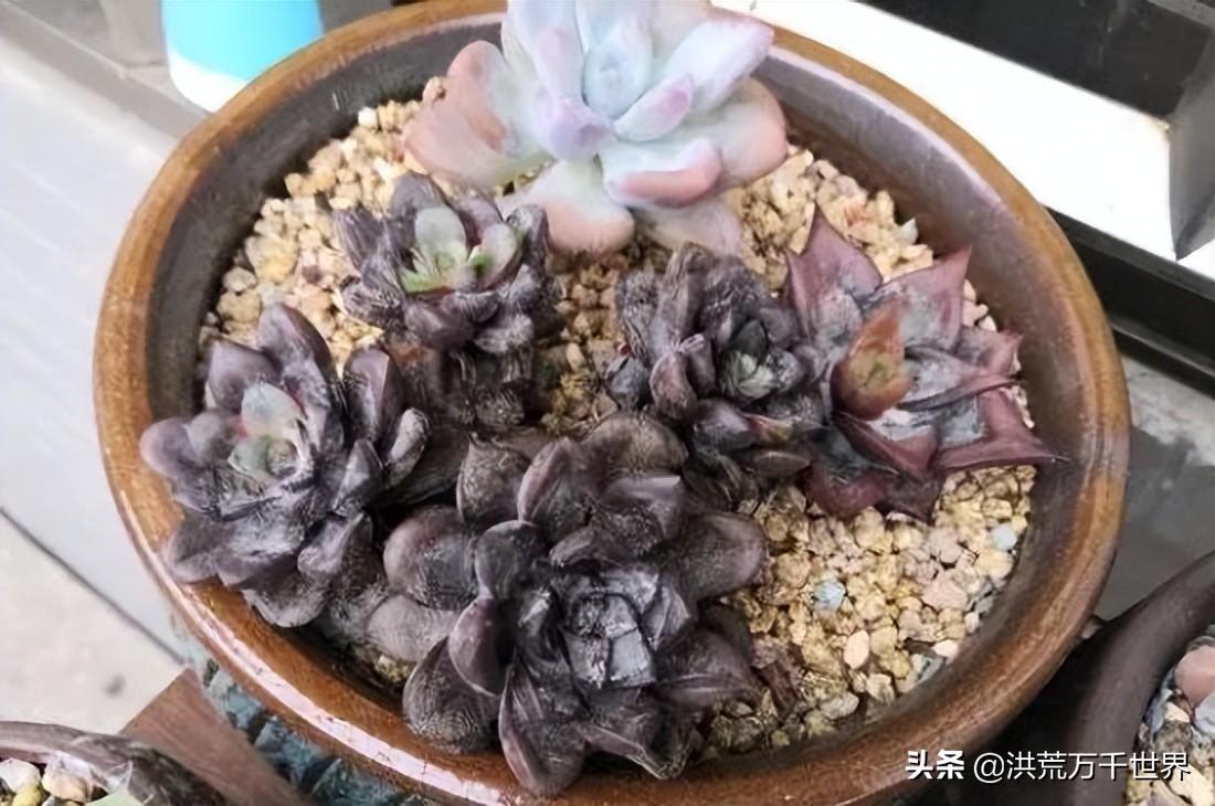 多肉黑腐的土还能用吗(黑腐的土还能用吗)