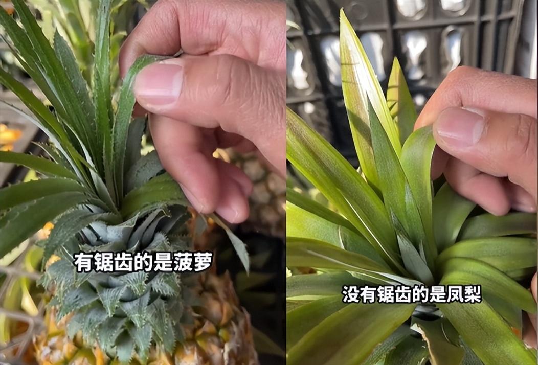 波萝和凤梨是同一种水果吗(菠萝和凤梨是同一种水果吗)插图3