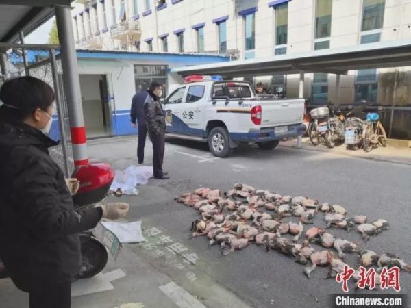 果子狸是什么动物(果子狸和水鱼鞭是什么)插图14