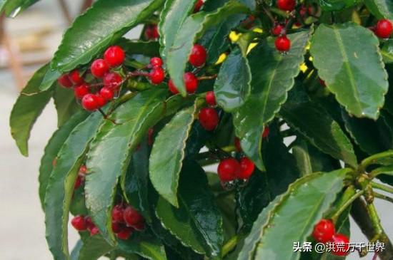 腰缠万贯的养殖方法(腰缠万贯的浇水方法)插图3