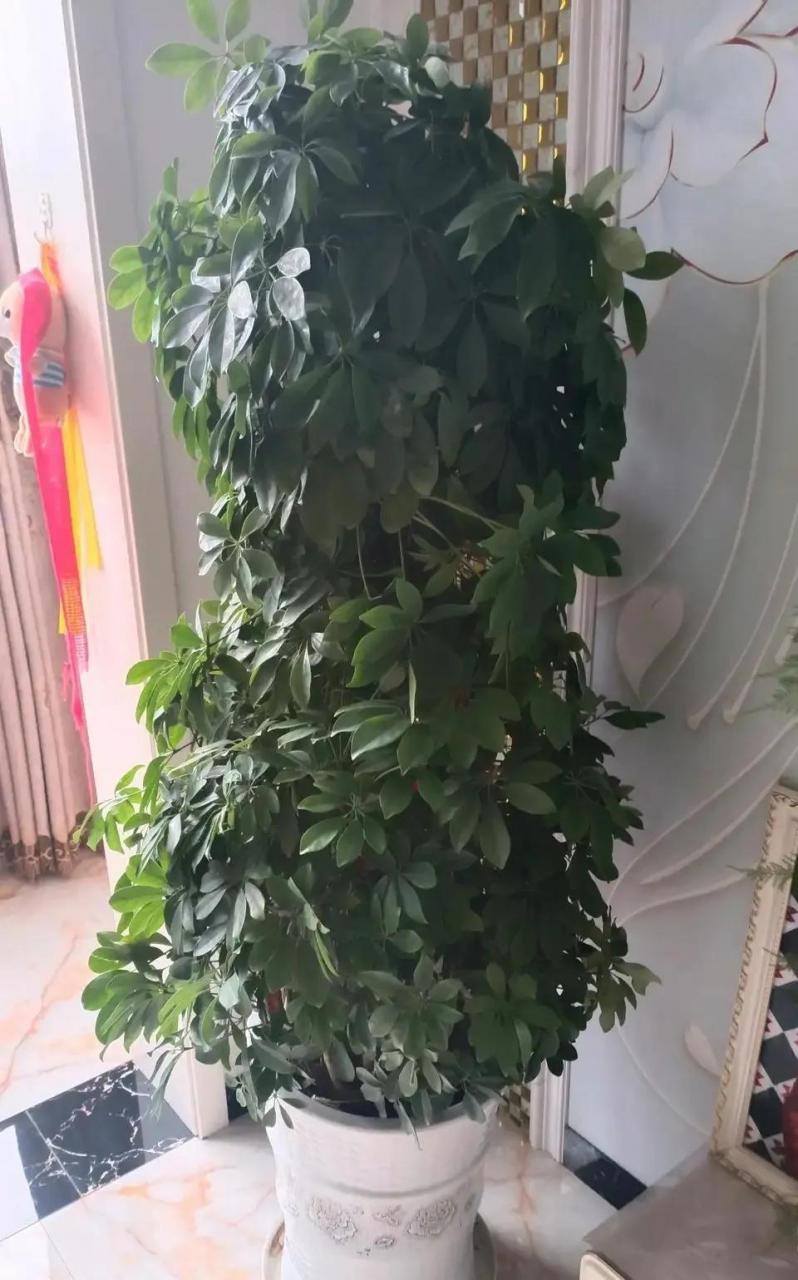 什么花可以吸甲醛(什么花防甲醛最好养)插图2
