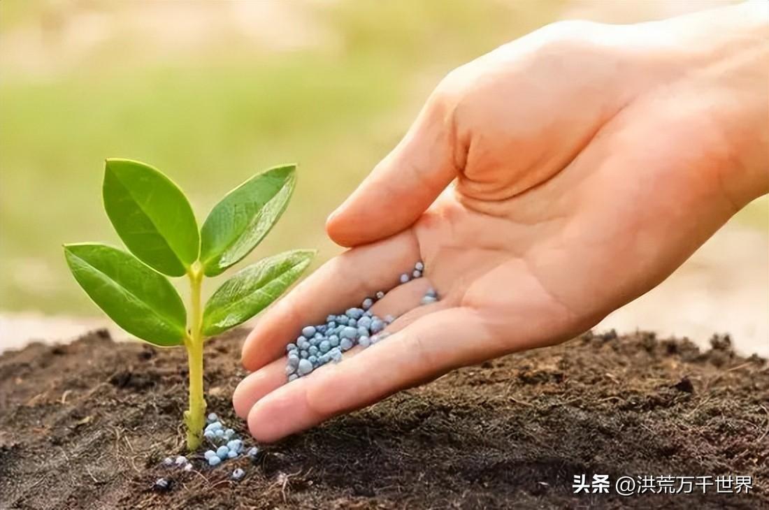 长蔓不结果是因为什么肥(葫芦光长蔓不结果什么原因)