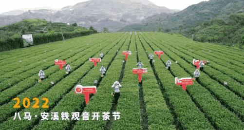 乌龙茶有哪些(乌龙茶有哪些品种)插图11