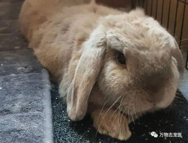 感觉兔子能听懂人的话(没人听过兔子说的话)插图1 感觉兔子能听懂人的话(没人听过兔子说的话)插图1