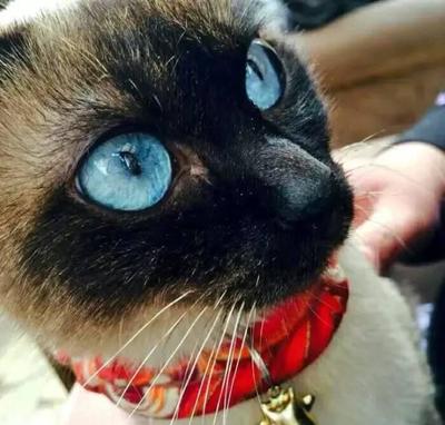 十大推荐猫条排行榜(十大名猫排行榜图片)