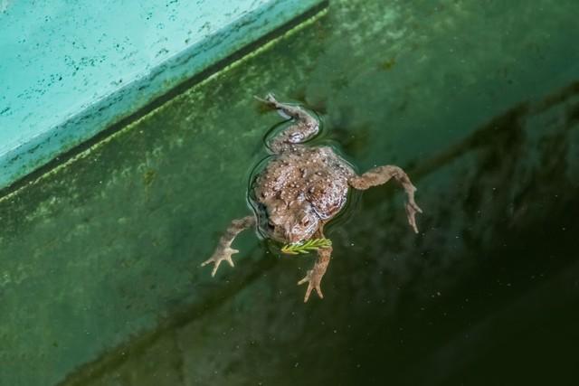 癞蛤蟆为什么不怕蛇(鹅为什么不怕蛇)插图2 癞蛤蟆为什么不怕蛇(鹅为什么不怕蛇)插图2