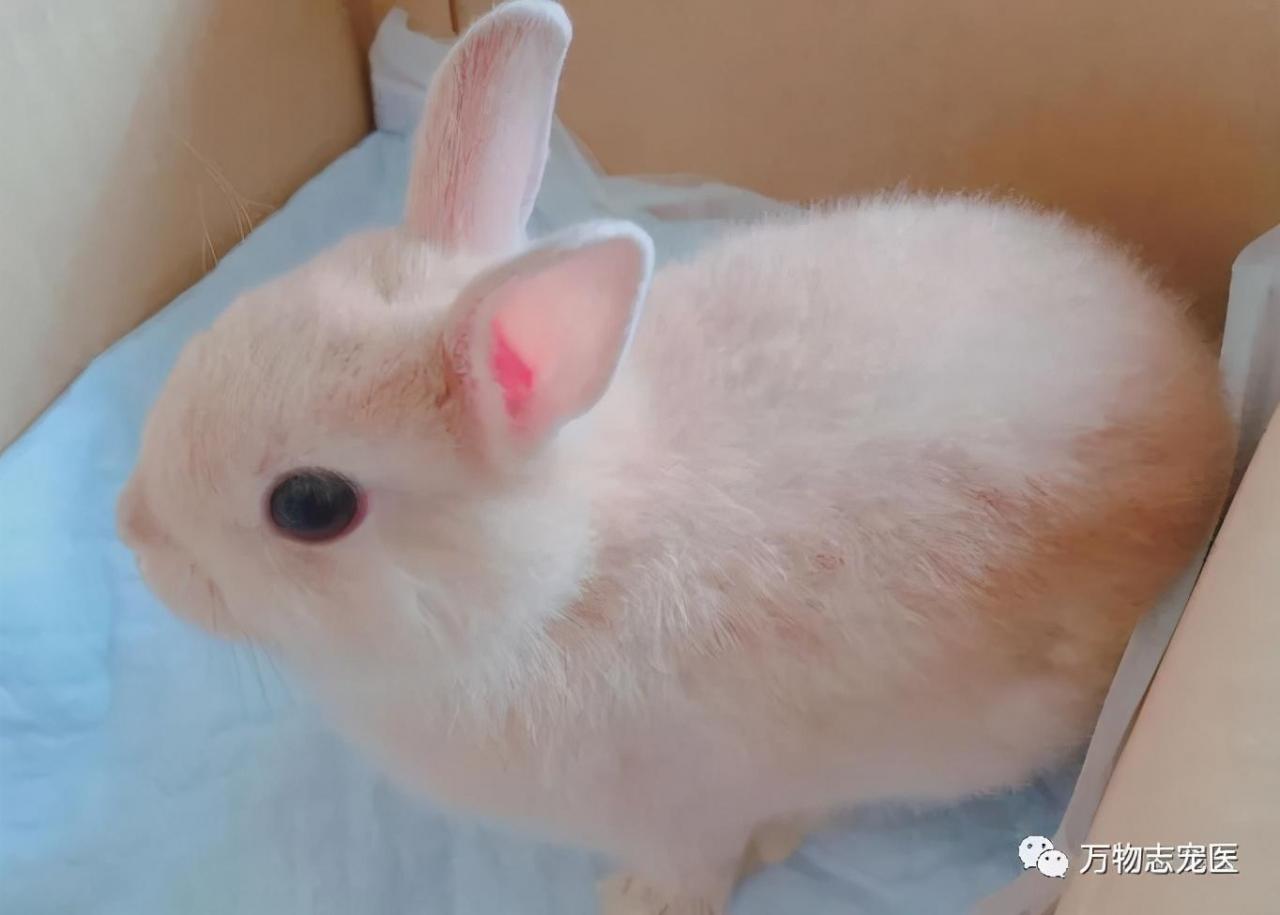 感觉兔子能听懂人的话(没人听过兔子说的话)