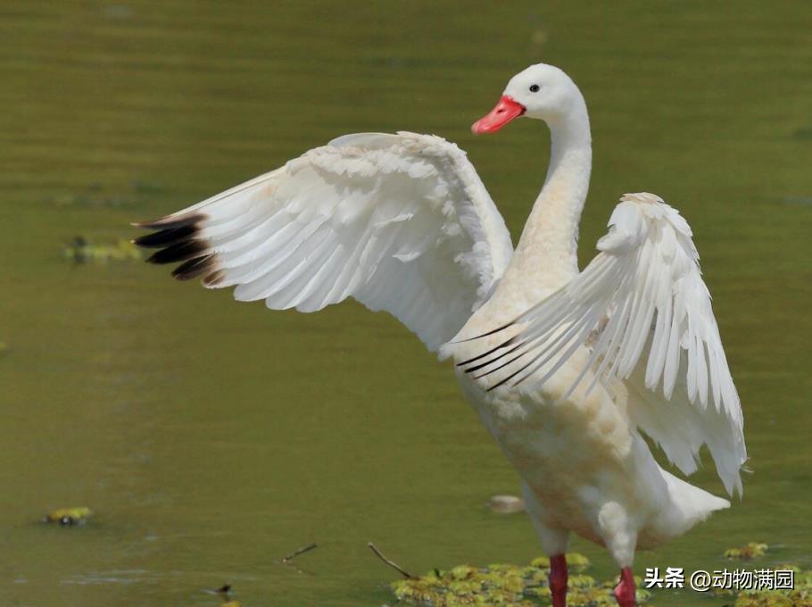 扁嘴天鹅主要生活在哪里(天鹅一般生活在哪里)