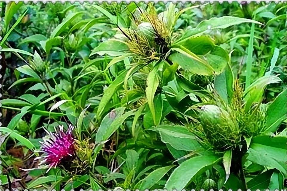现在农村种植什么农作物赚钱(农村种什么经济作物最赚钱)插图