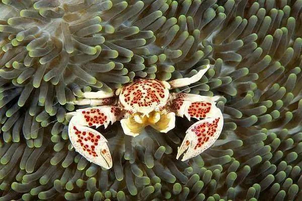 世界十大隐藏生物排行榜(海底十大最强生物排行榜)
